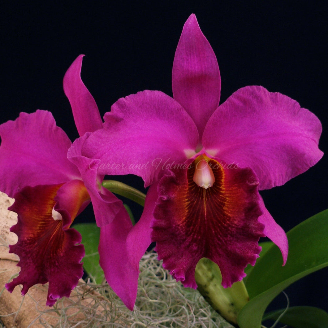Blc. Joy Tuggy (Blc. Mac Holmes x Blc. Fort Watson)