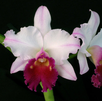 Blc. Kathryn Elisabeth Brooker x Laelia purpurata