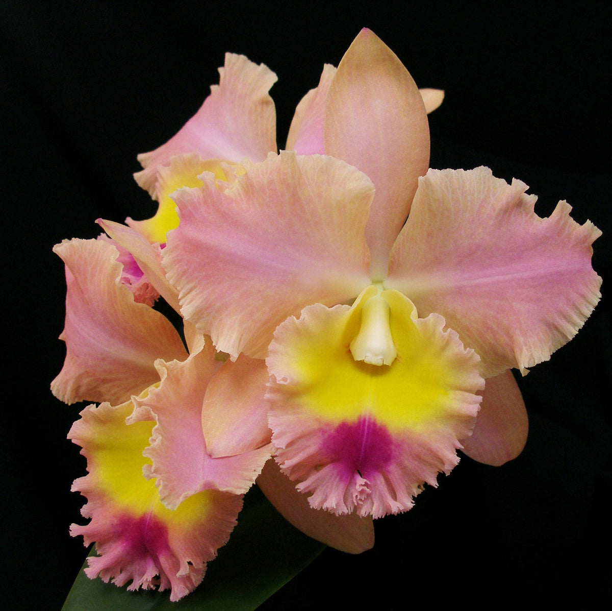 *FLASK* Blc. Martha Brooker x Blc. Nina de Primavera