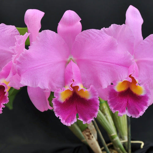 Blc. Memoria Arie Heerema x Blc. Irene Finney