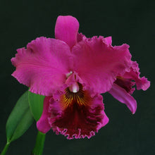 Load image into Gallery viewer, Blc. Michael Crocker (Blc. Mac Holmes x Lake Murray)