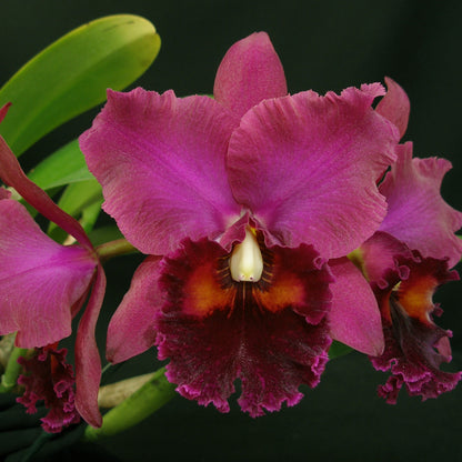 **COMPOT** Blc. Raven Rock x Blc. Lynches River (A)