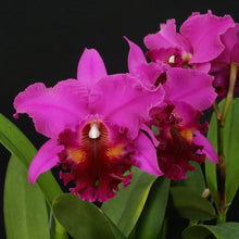 Load image into Gallery viewer, **COMMUNITY TRAY** Blc. Walton Lee Ray