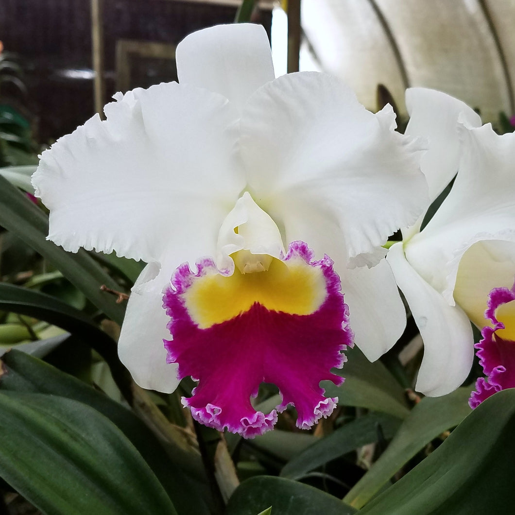 Lc. Persepolis x Bc. Traveling Star