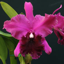 Load image into Gallery viewer, **COMMUNITY TRAY** Blc. Walton Lee Ray