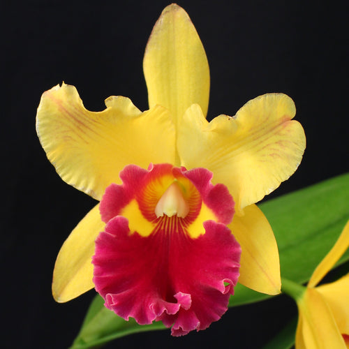 Blc. Wainae King x Blc. Chun Yeah