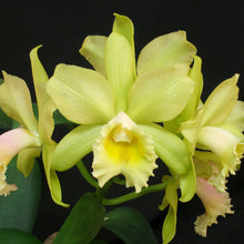 Load image into Gallery viewer, Blc. Waikiki Gold x Waianae Leopard