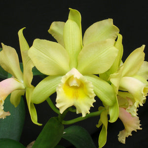 Blc. Waikiki Gold x Waianae Leopard