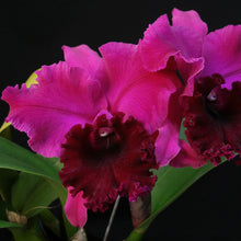 Load image into Gallery viewer, *FLASK* Blc. Yonges Island x Blc. James Island