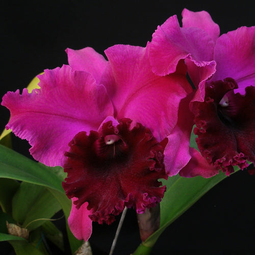 *FLASK* Blc. Yonges Island x Blc. James Island