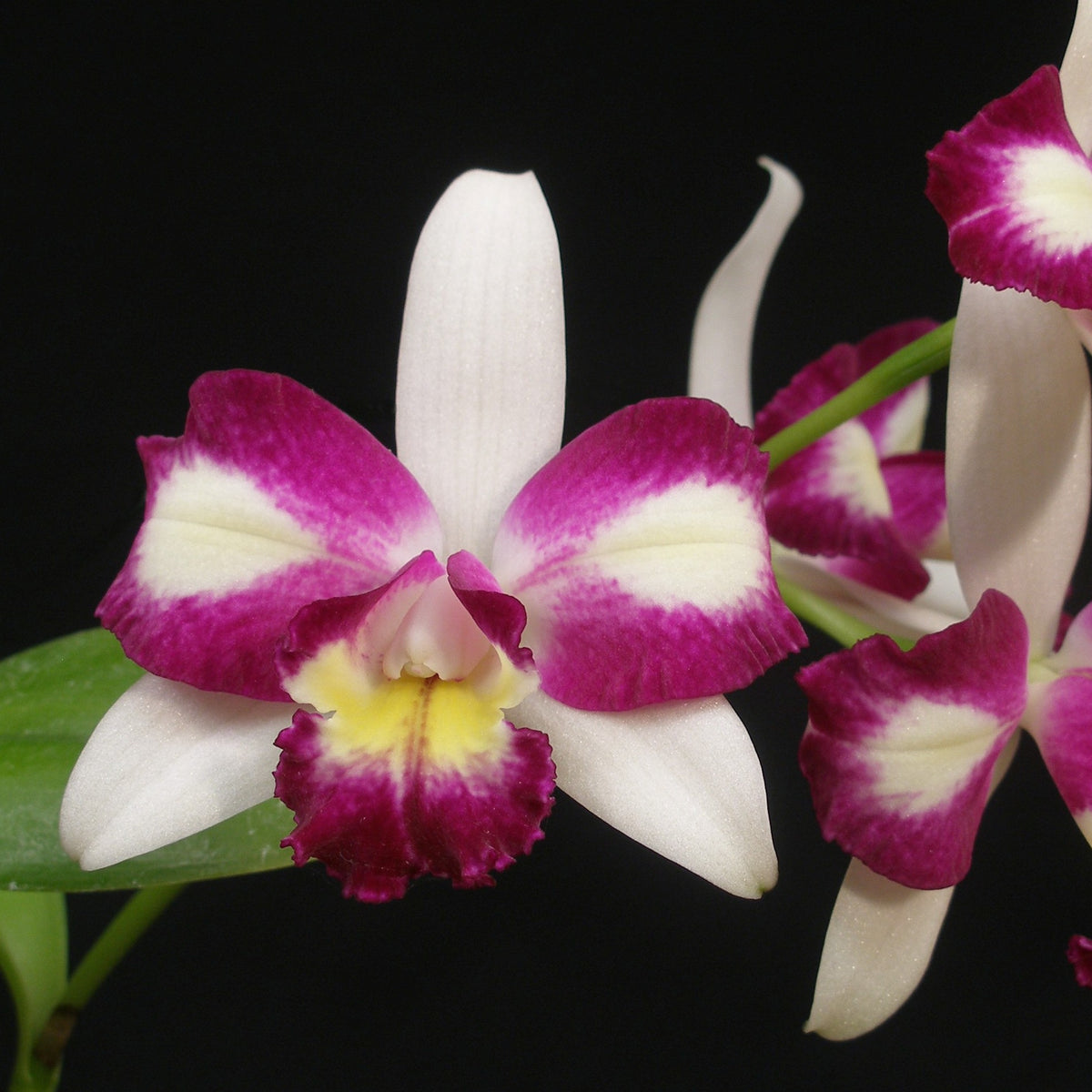 *FLASK* Blc. Newberry Prom Night x Blc. Hwa Yuan Beauty