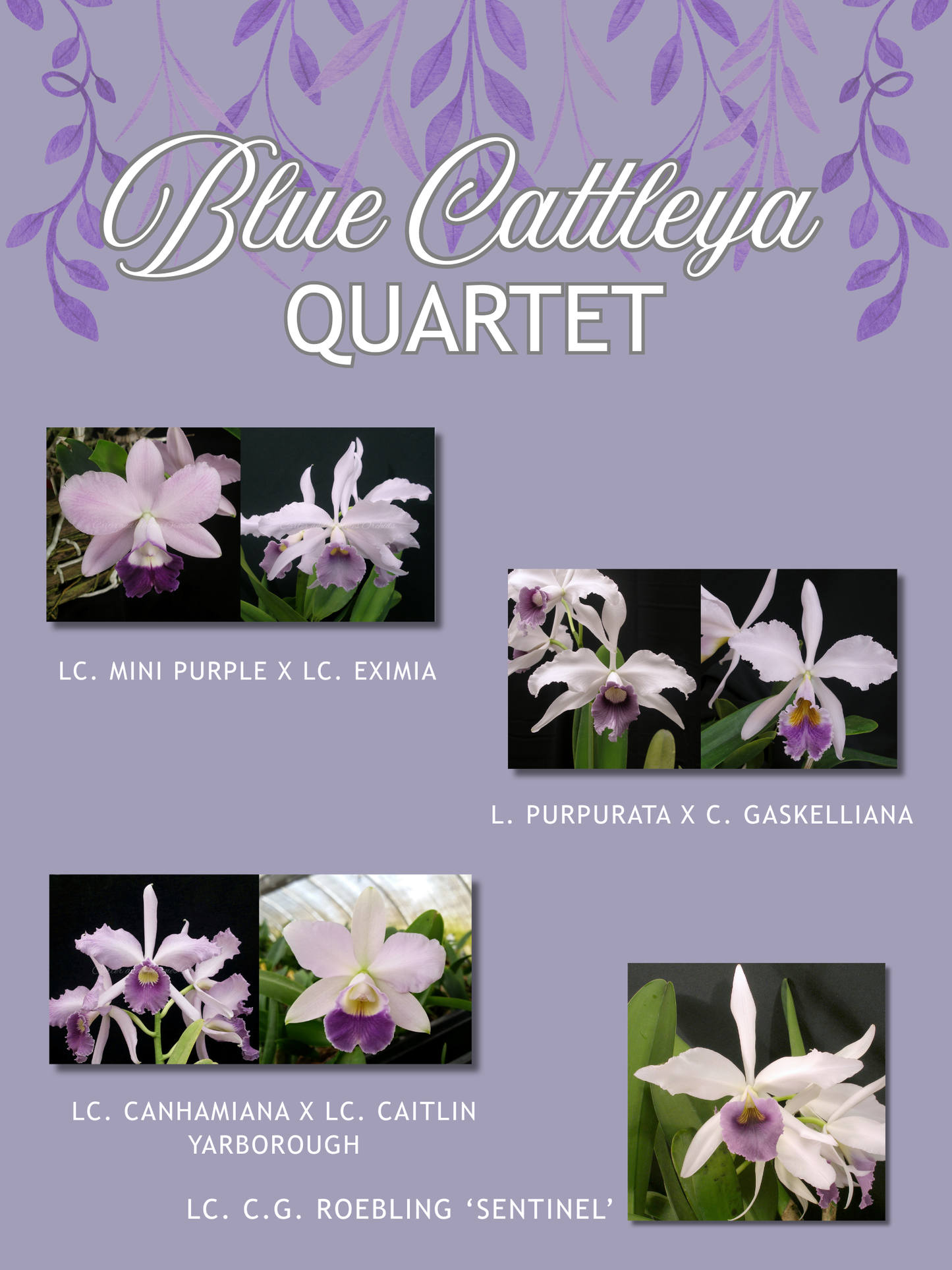 Blue Cattleya Quartet