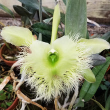 Load image into Gallery viewer, Brassavola digbyana 'Palmer Orchids' *DIVISION B*