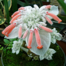 Load image into Gallery viewer, Brazilian Edelweiss (Sinningia leucotricha)