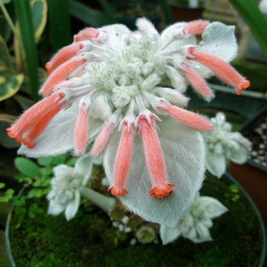 Brazilian Edelweiss (Sinningia leucotricha)