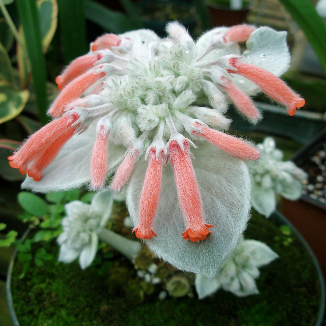 Brazilian Edelweiss (Sinningia leucotricha)