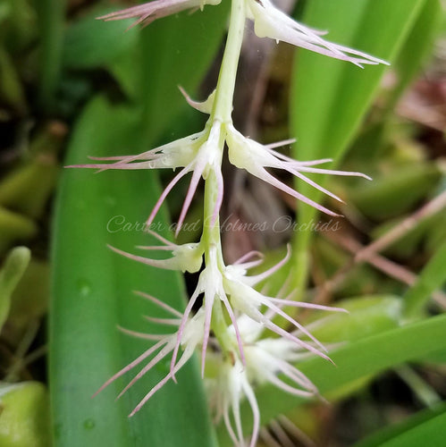 Bulbophyllum cocoinum 'Phelps Farm'- Divisions