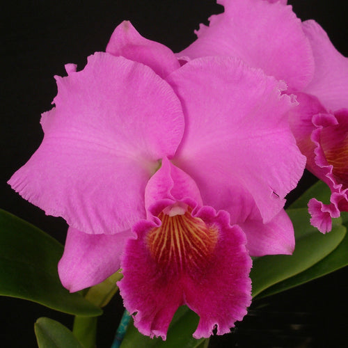 Blc. Spring Dawn x Blc. Southern Seto