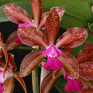 Cattleya Fort Motte x Cattleya Chocolate Drop