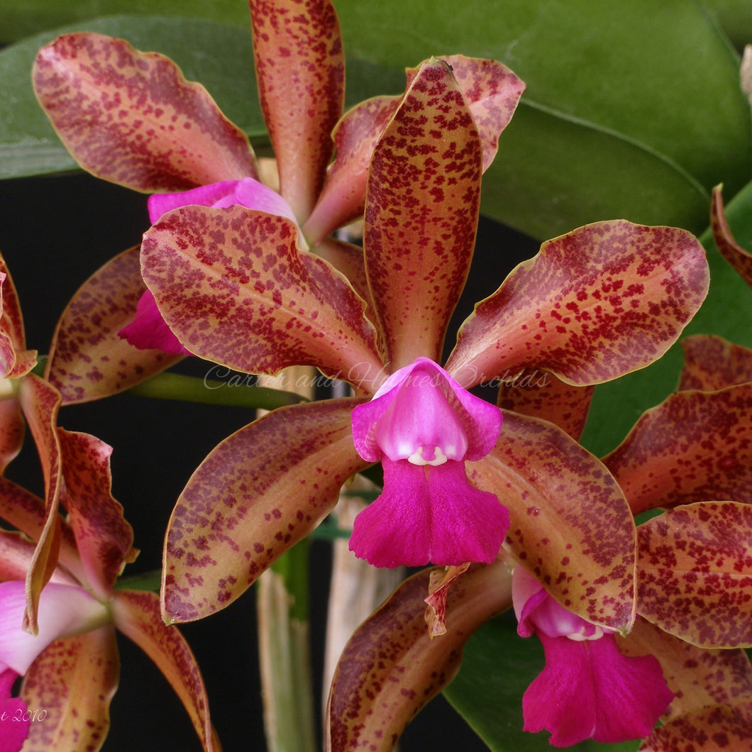 Cattleya Fort Motte x Cattleya Chocolate Drop