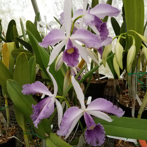Lc. Canhamiana coerulea x Lc. Caitlin Yarborough