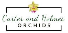 Carter and Holmes Orchids