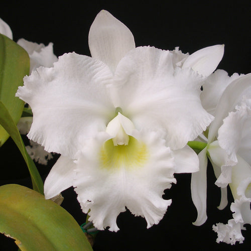 Cattleya Charline Nakamura' Heavens to Betsy' *Division*