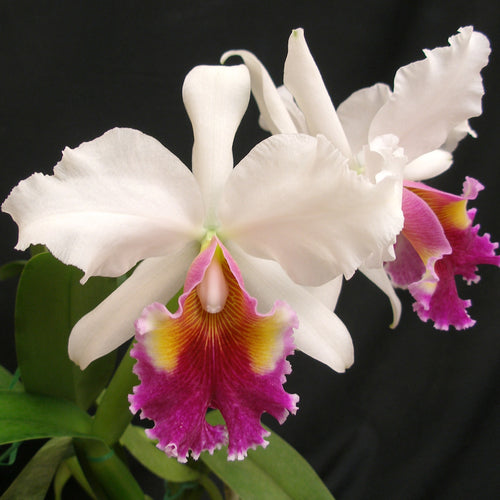 *FLASK* Cattleya Fabia semi-alba