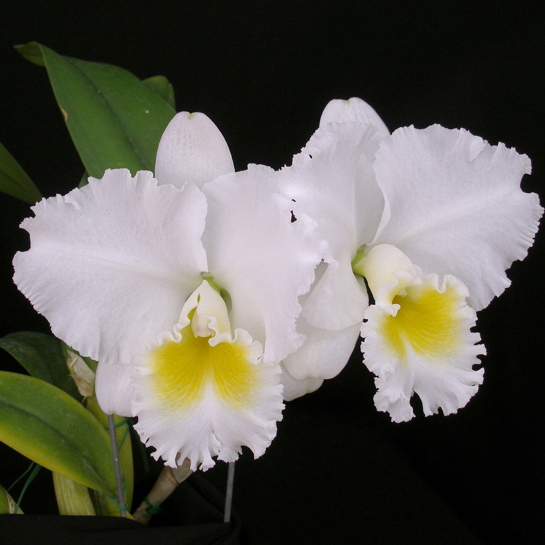 *FLASK* Cattleya Sans Souci x Cattleya Gail Gerber
