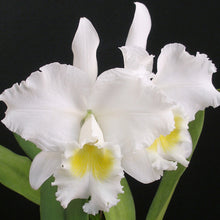 Load image into Gallery viewer, *FLASK* Cattleya Sans Souci x Cattleya Gail Gerber