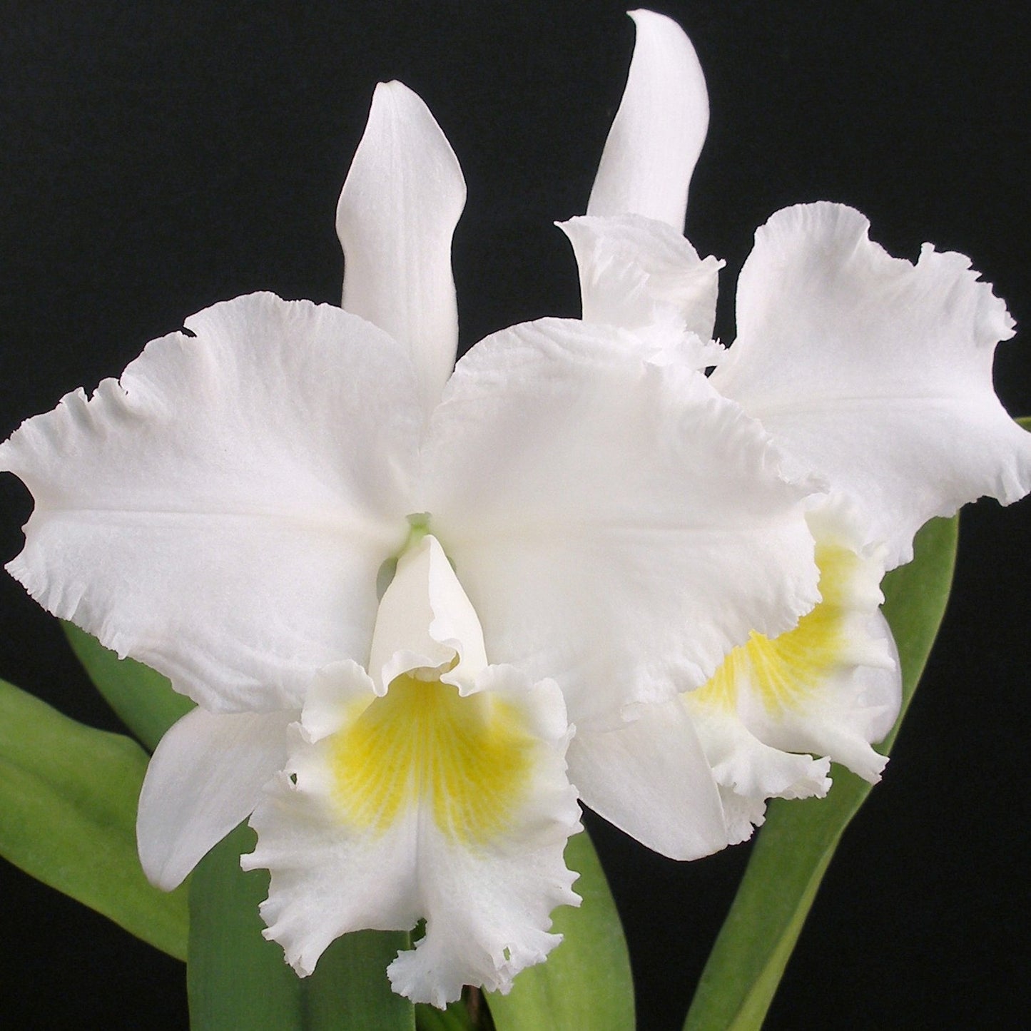 *6-Pack* Cattleya Celestial Bliss