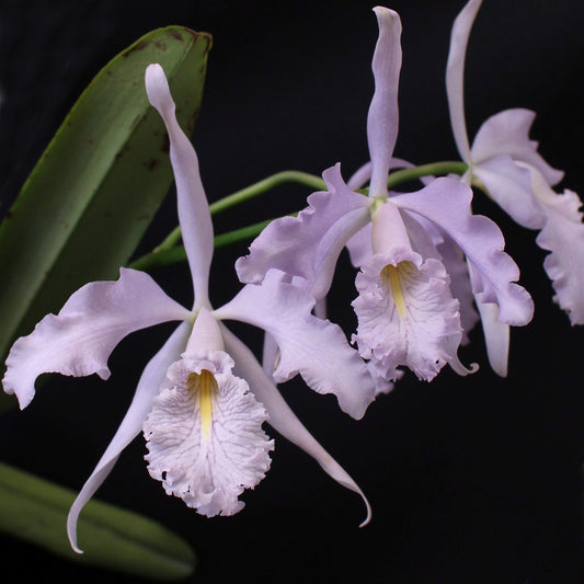 Cattleya maxima coerulea 'Gold Country' x self