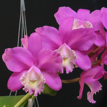 Load image into Gallery viewer, Cattleya loddigesii var. harrisoniae x Cattleya Bactia *Larger Size*
