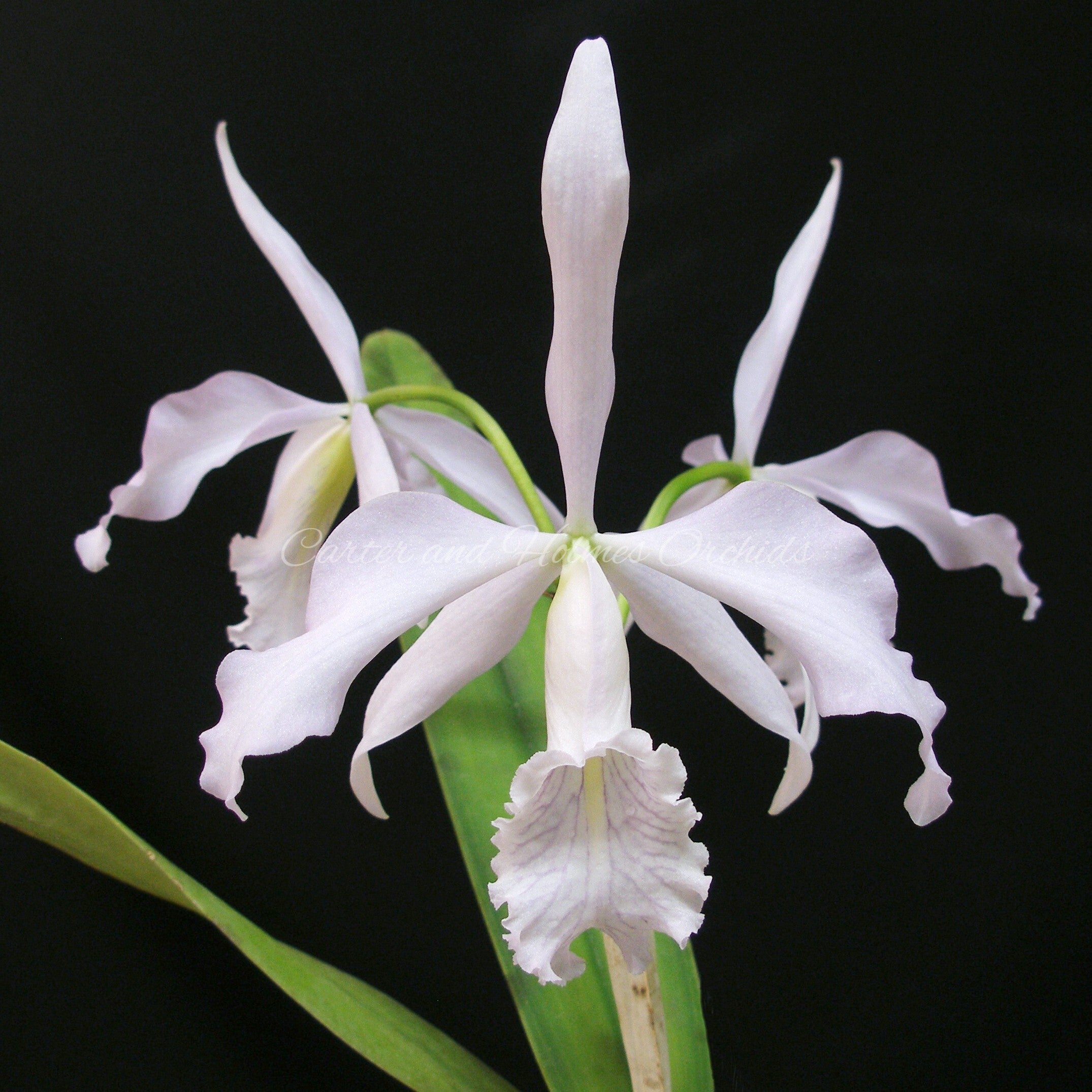 Cattleya maxima var. coerulea | Limited Offering – Carter and