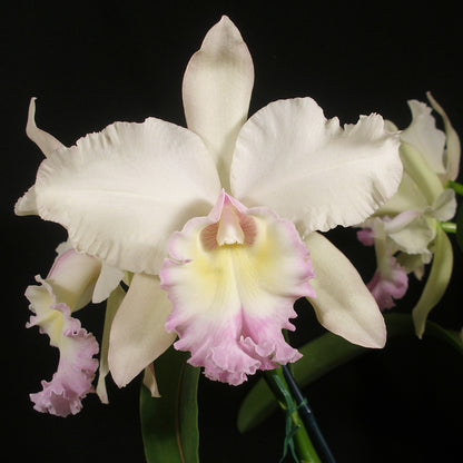 Bc. Anita Gierok x Pot. Cloud's Creek