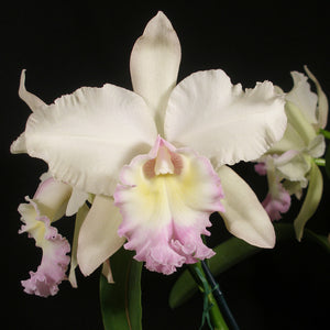Bc. Anita Gierok x Pot. Cloud's Creek