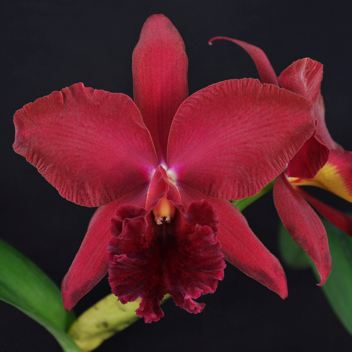 *FLASK* Pot. Carolina Splendor x Blc. Eagle Island