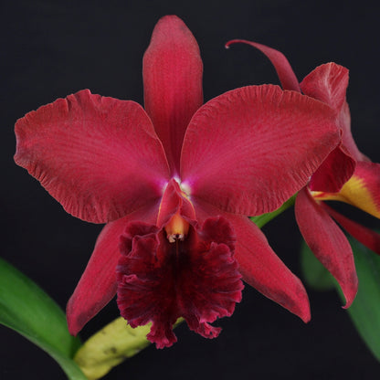 *FLASK* Pot. Carolina Splendor x Blc. Eagle Island