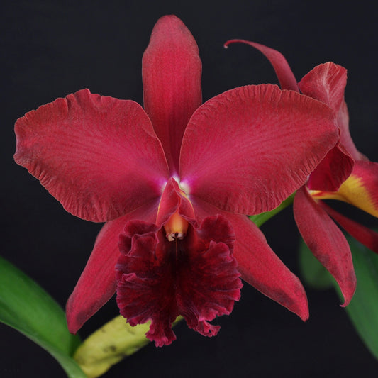 *FLASK* Pot. Carolina Splendor x Blc. Eagle Island