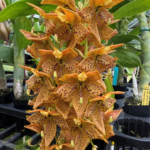 Cycnoches Grinch's Gold