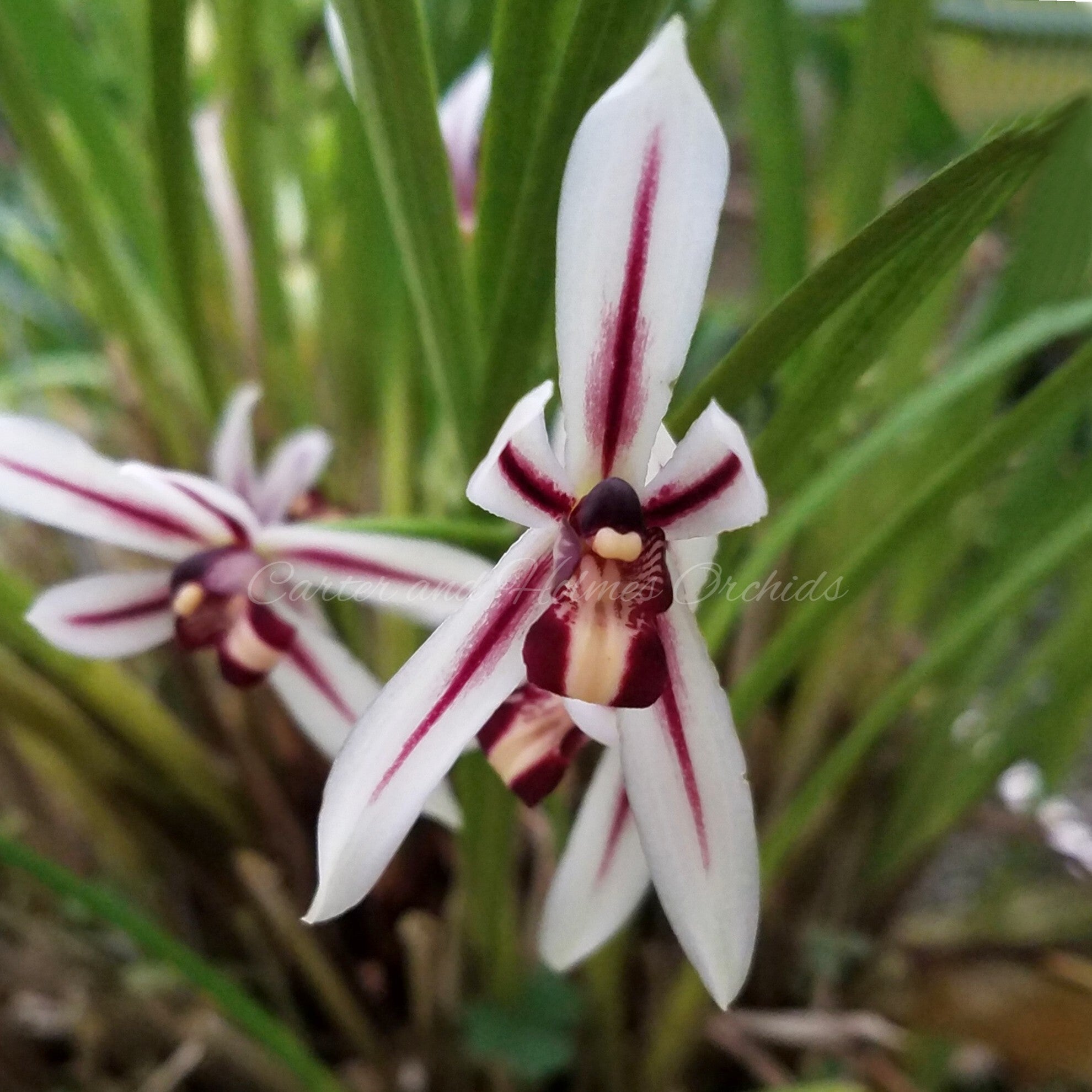 cymbidium plant Cymbidium dayanum (tipo) – Carter and Holmes Orchids