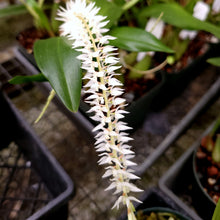 Load image into Gallery viewer, Dendrochilum glumaceum &#39;Freel&#39;s&#39;  *Divisions*