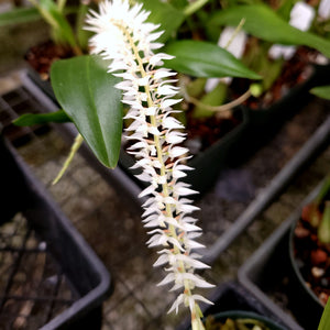 Dendrochilum glumaceum 'Freel's'  *Divisions*