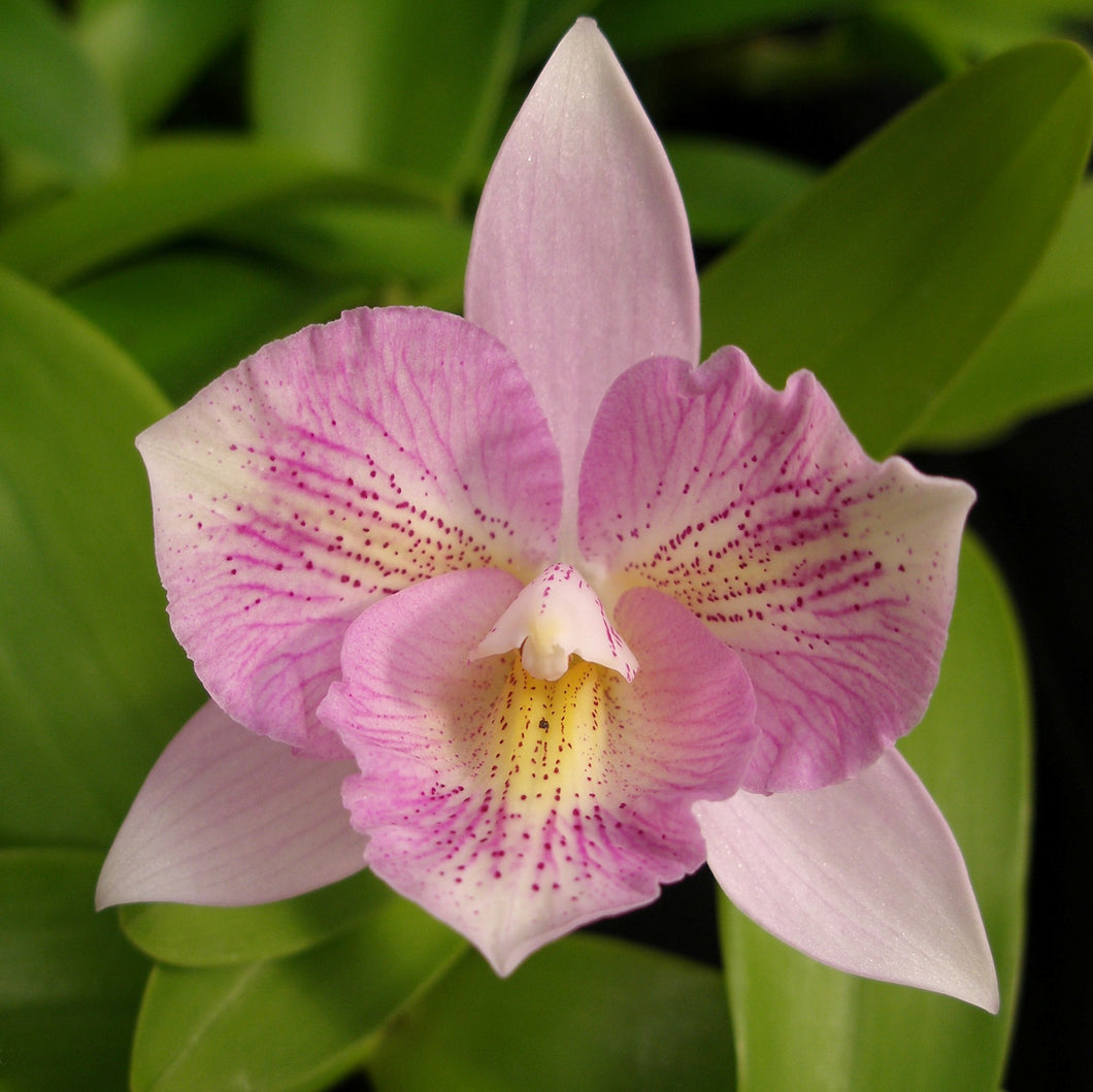Diacattleya Chantilly Lace 'Twinkle' HCC/AOS