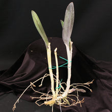 Load image into Gallery viewer, Brassavola digbyana 'Palmer Orchids' *DIVISION B*