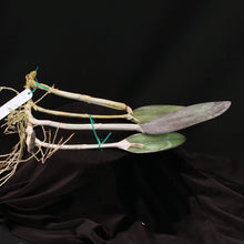 Load image into Gallery viewer, Brassavola digbyana 'Palmer Orchids' *DIVISION B*