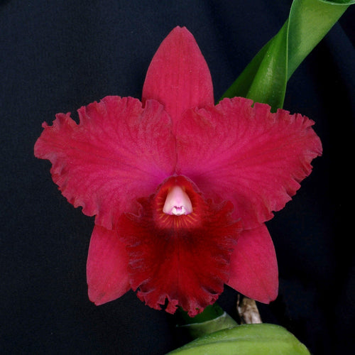 Potinara Elaine Taylor 'Krull-Smith' FCC/AOS *Division*