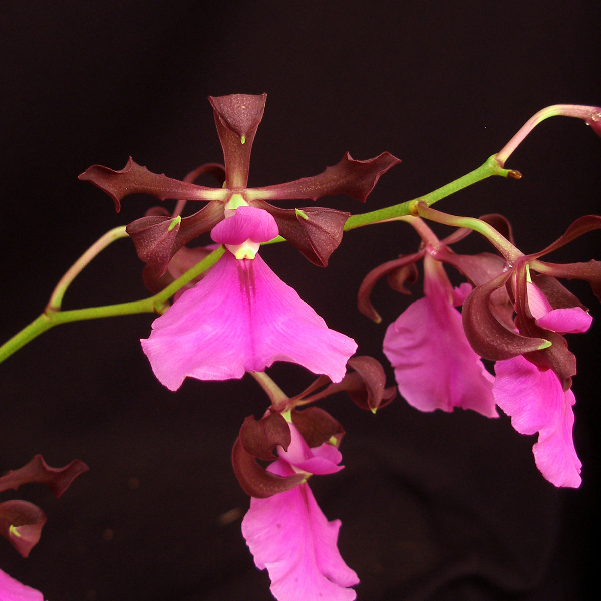 *FLASK* Encyclia cordigera x self