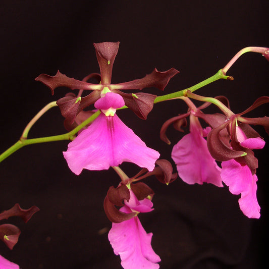 *FLASK* Encyclia cordigera x self