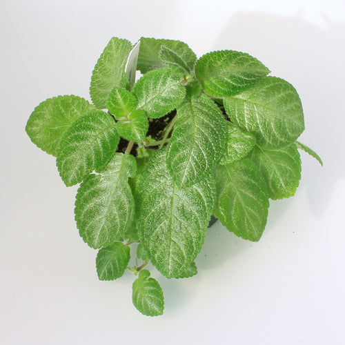 Episcia cupreata 'Slinky Pink'